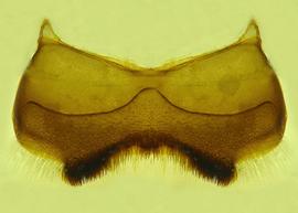   Anthidium formosum  male, ventral view of fourth sternum (S4), photo from Gonzalez and Griswold 2013 

